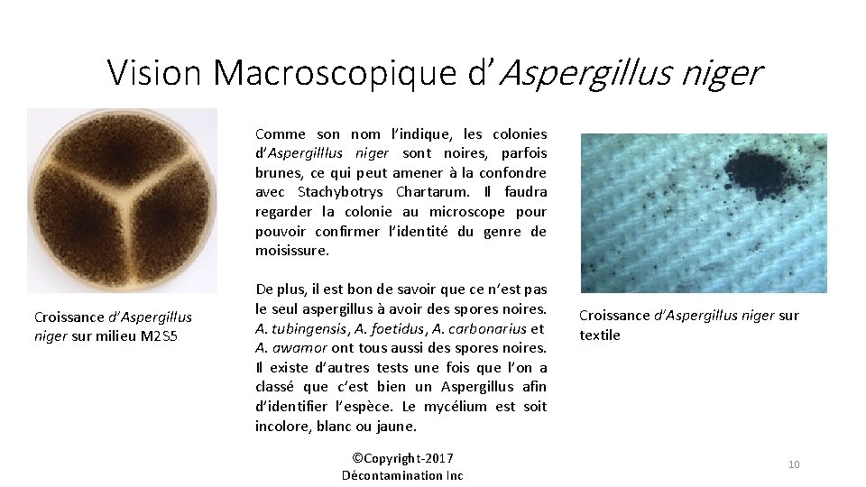 Vision Macroscopique d’Aspergillus niger Comme son nom l’indique, les colonies d’Aspergilllus niger sont noires,