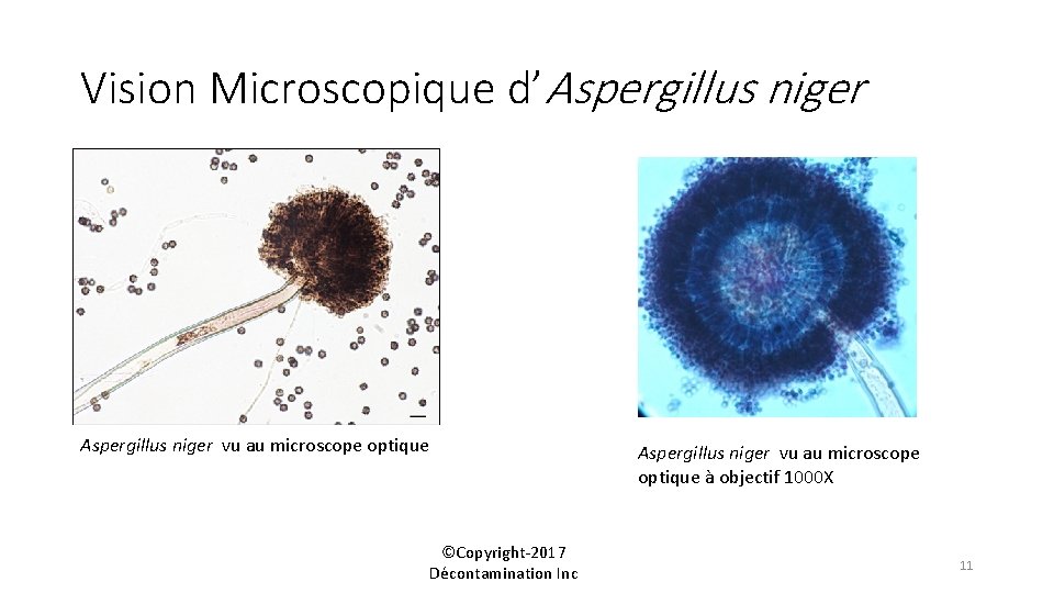 Vision Microscopique d’Aspergillus niger vu au microscope optique ©Copyright-2017 Décontamination Inc Aspergillus niger vu