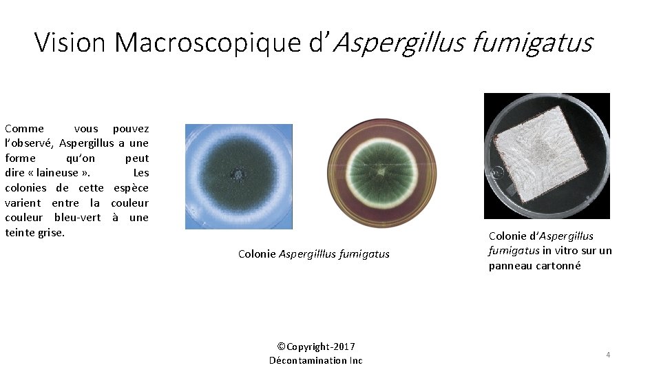 Vision Macroscopique d’Aspergillus fumigatus Comme vous pouvez l’observé, Aspergillus a une forme qu’on peut