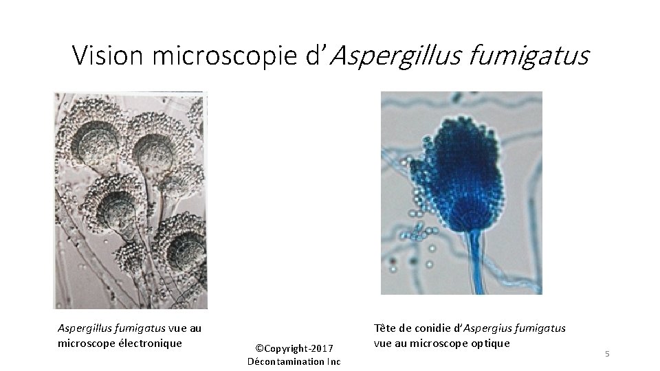 Vision microscopie d’Aspergillus fumigatus vue au microscope électronique ©Copyright-2017 Décontamination Inc Tête de conidie