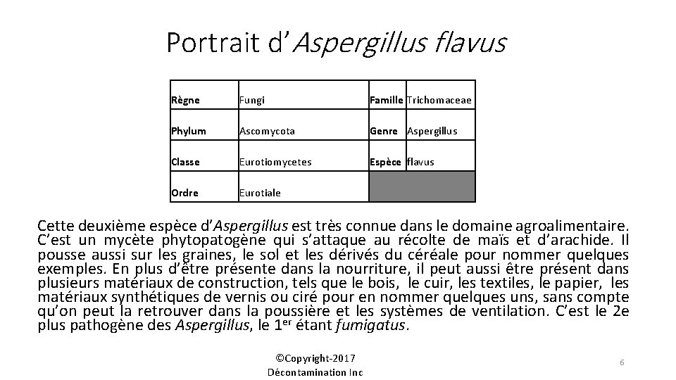 Portrait d’Aspergillus flavus Règne Fungi Famille Trichomaceae Phylum Ascomycota Genre Aspergillus Classe Eurotiomycetes Espèce