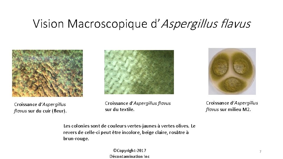 Vision Macroscopique d’Aspergillus flavus Croissance d’Aspergillus flavus sur du cuir (fleur). Croissance d’Aspergillus flavus