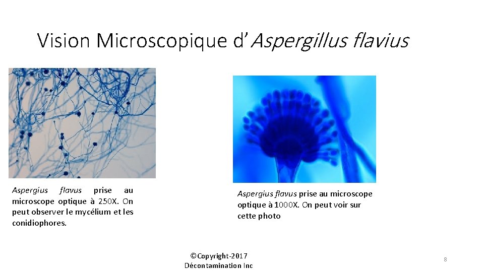 Vision Microscopique d’Aspergillus flavius Aspergius flavus prise au microscope optique à 250 X. On