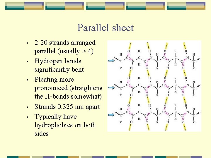 Parallel sheet • • • 2 -20 strands arranged parallel (usually > 4) Hydrogen