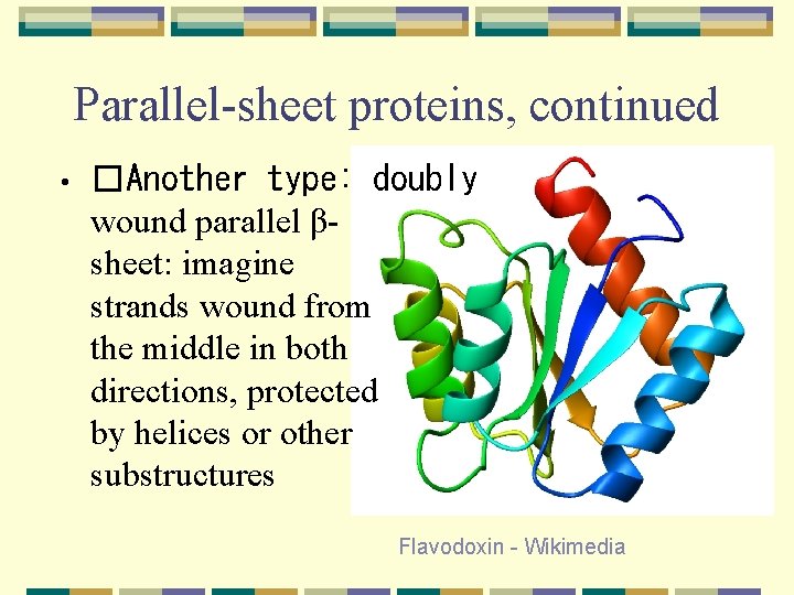 Parallel-sheet proteins, continued • �Another type: doubly wound parallel βsheet: imagine strands wound from