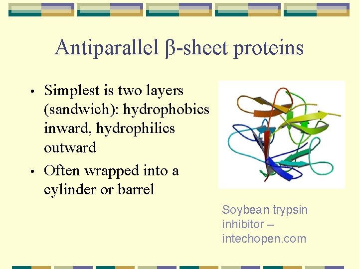 Antiparallel β-sheet proteins • • Simplest is two layers (sandwich): hydrophobics inward, hydrophilics outward