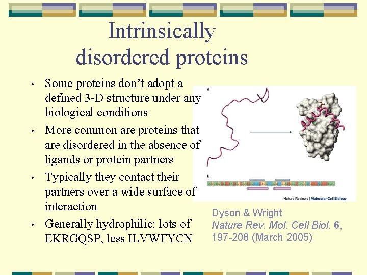 Intrinsically disordered proteins • • Some proteins don’t adopt a defined 3 -D structure
