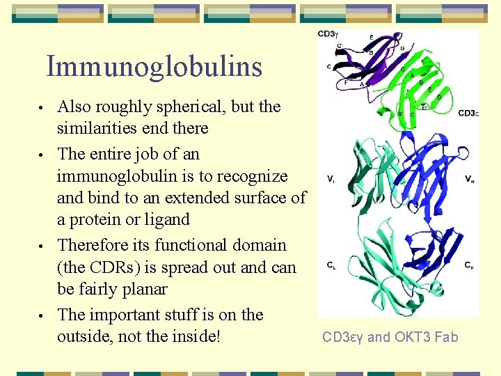 Immunoglobulins • • Also roughly spherical, but the similarities end there The entire job