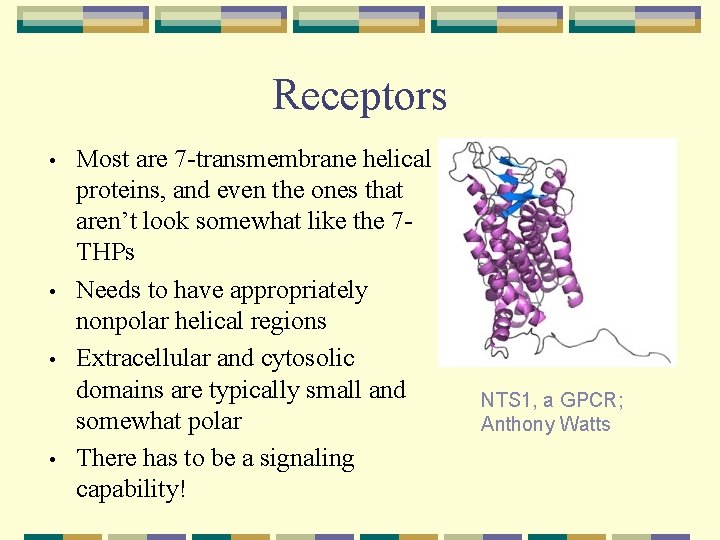 Receptors • • Most are 7 -transmembrane helical proteins, and even the ones that