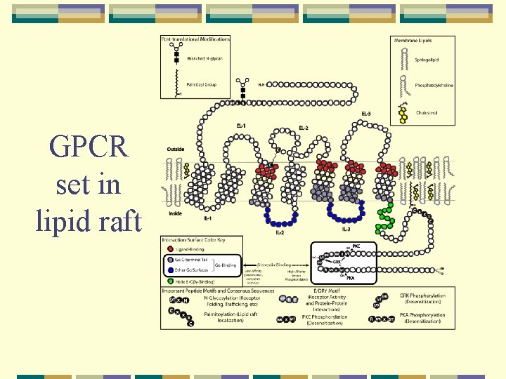 GPCR set in lipid raft 