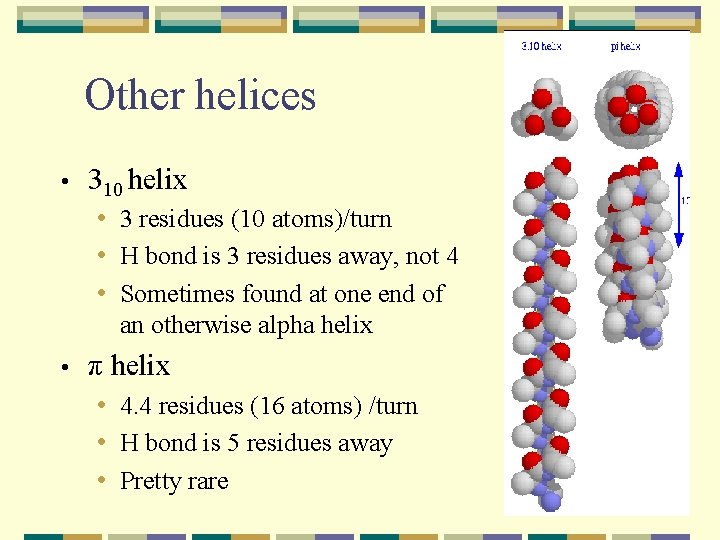 Other helices • 310 helix • 3 residues (10 atoms)/turn • H bond is