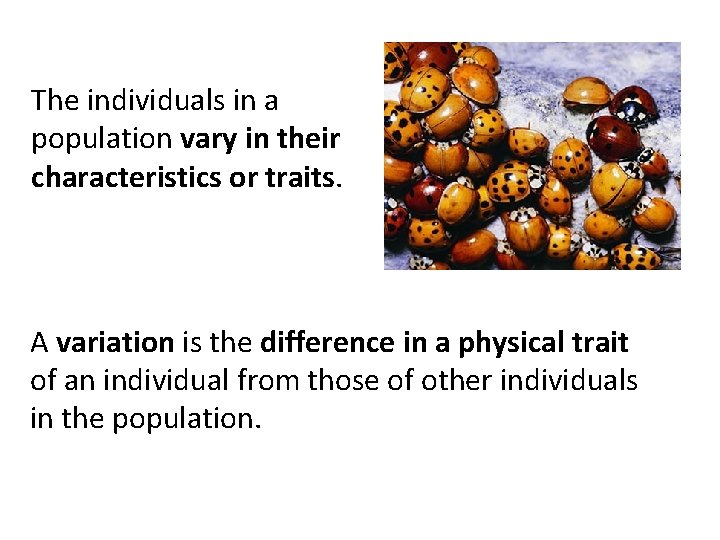 The individuals in a population vary in their characteristics or traits. A variation is