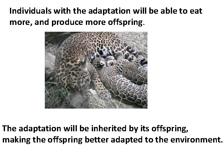 Individuals with the adaptation will be able to eat more, and produce more offspring.