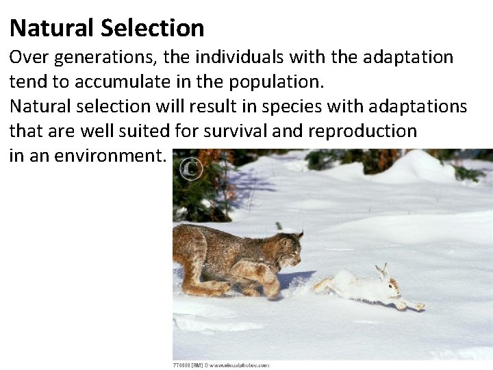 Natural Selection Over generations, the individuals with the adaptation tend to accumulate in the