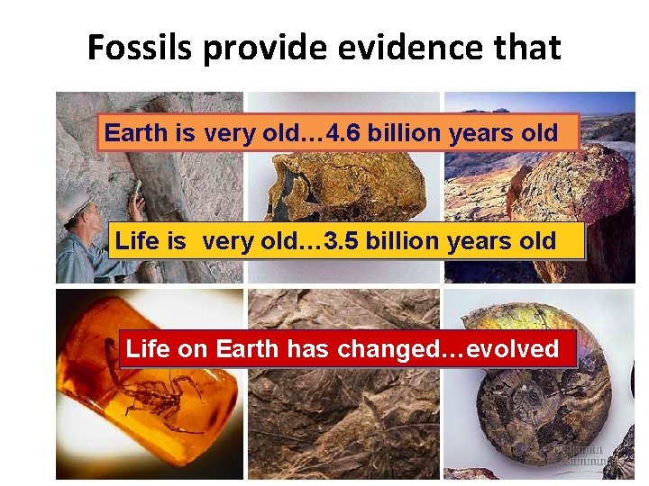 Fossils provide evidence that Earth is very old… 4. 6 billion years old Life