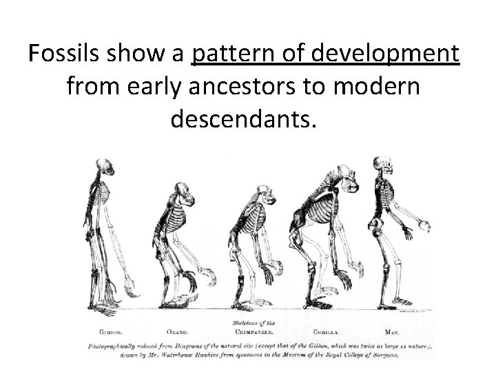 Fossils show a pattern of development from early ancestors to modern descendants. 