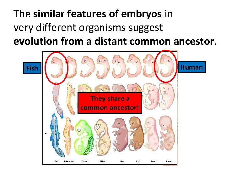 The similar features of embryos in very different organisms suggest evolution from a distant