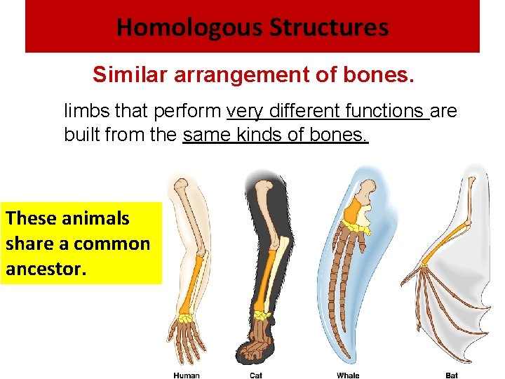 Homologous Structures Similar arrangement of bones. limbs that perform very different functions are built