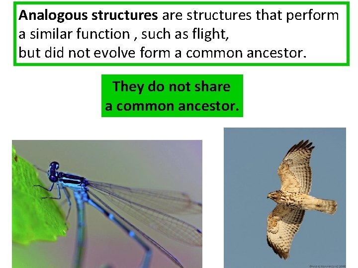 Analogous structures are structures that perform a similar function , such as flight, but