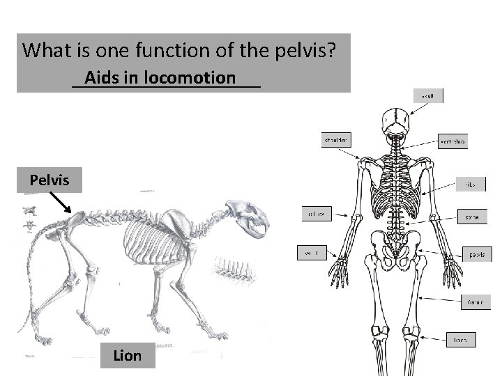 What is one function of the pelvis? Aids in locomotion _________ Pelvis Lion 