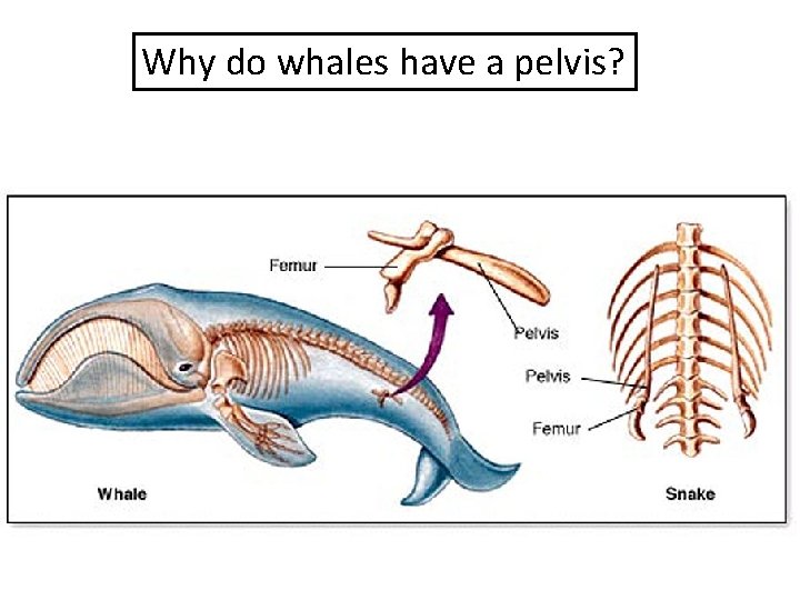 Why do whales have a pelvis? 