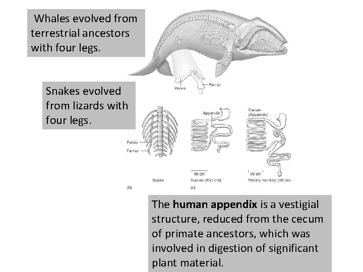 Whales evolved from terrestrial ancestors with four legs. Snakes evolved from lizards with four