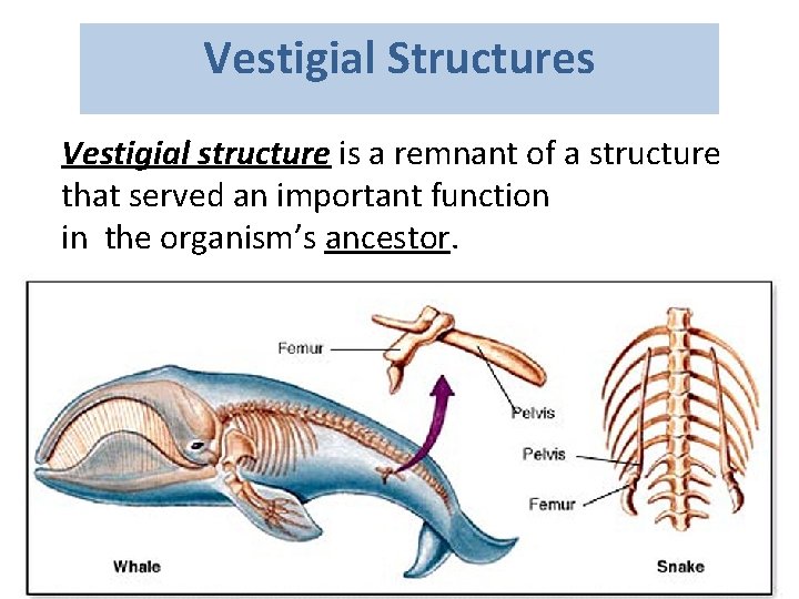 Vestigial Structures Vestigial structure is a remnant of a structure that served an important