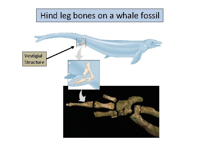 Hind leg bones on a whale fossil Vestigial Structure 