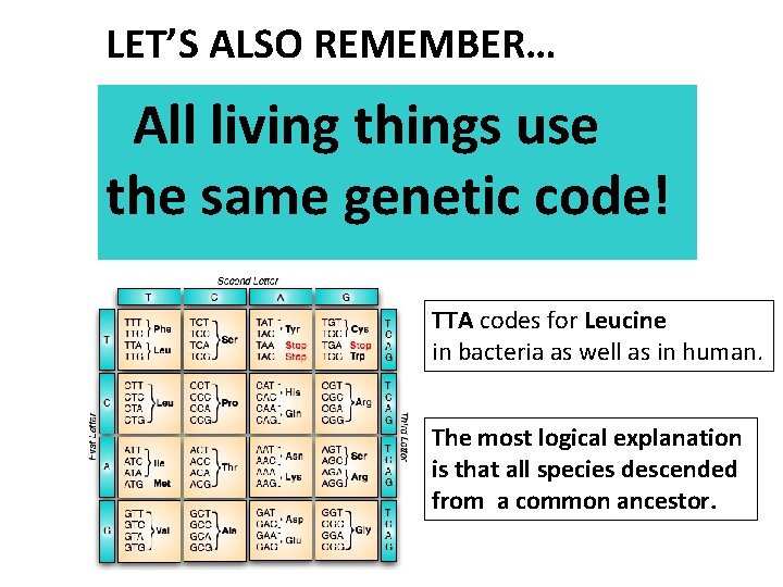 LET’S ALSO REMEMBER… All living things use the same genetic code! TTA codes for