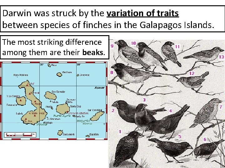 Darwin was struck by the variation of traits between species of finches in the