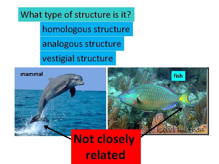 What type of structure is it? homologous structure analogous structure vestigial structure mammal fish