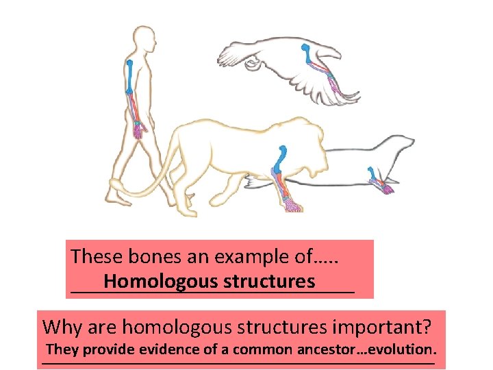 These bones an example of…. . Homologous structures _____________ Why are homologous structures important?