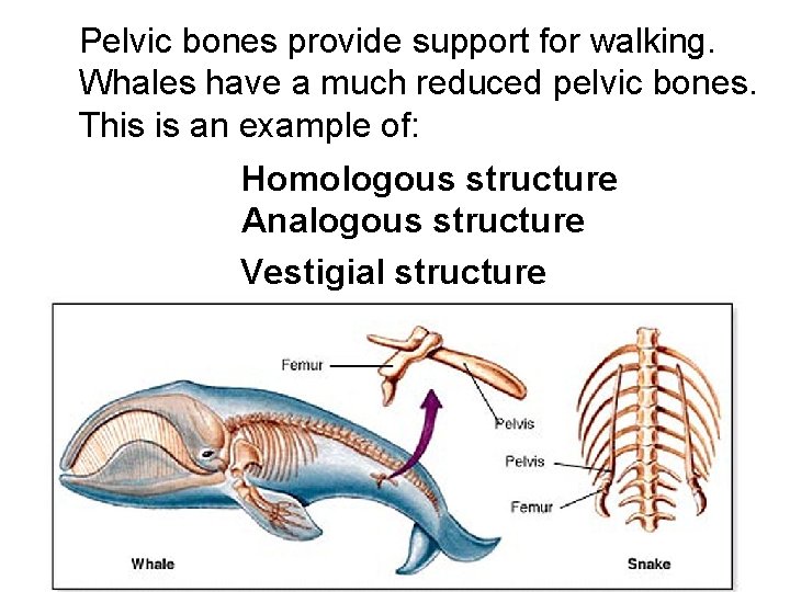 Pelvic bones provide support for walking. Whales have a much reduced pelvic bones. This