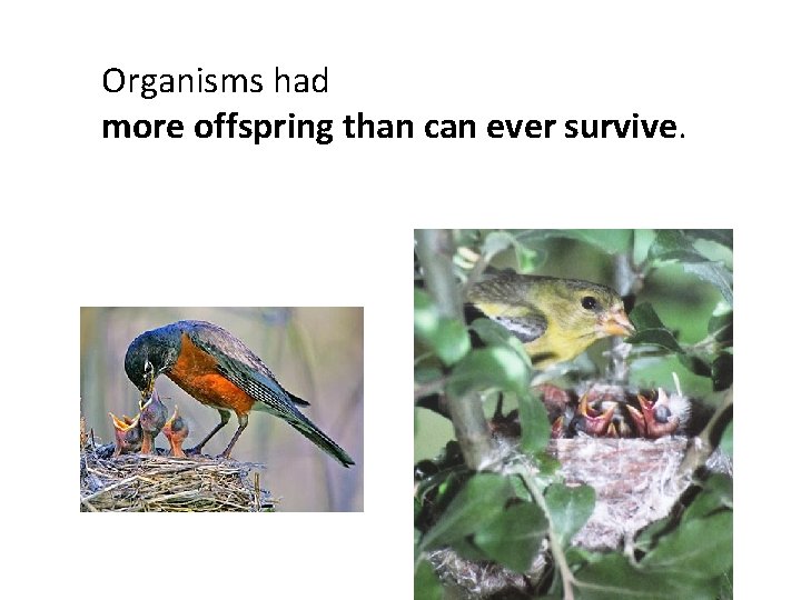 Organisms had more offspring than can ever survive. 