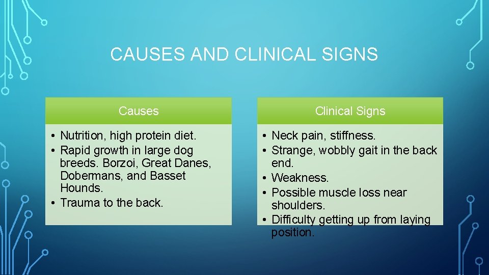 CAUSES AND CLINICAL SIGNS Causes • Nutrition, high protein diet. • Rapid growth in