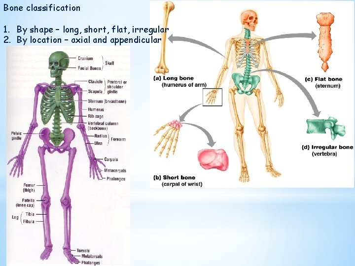 Bone classification 1. By shape – long, short, flat, irregular 2. By location –