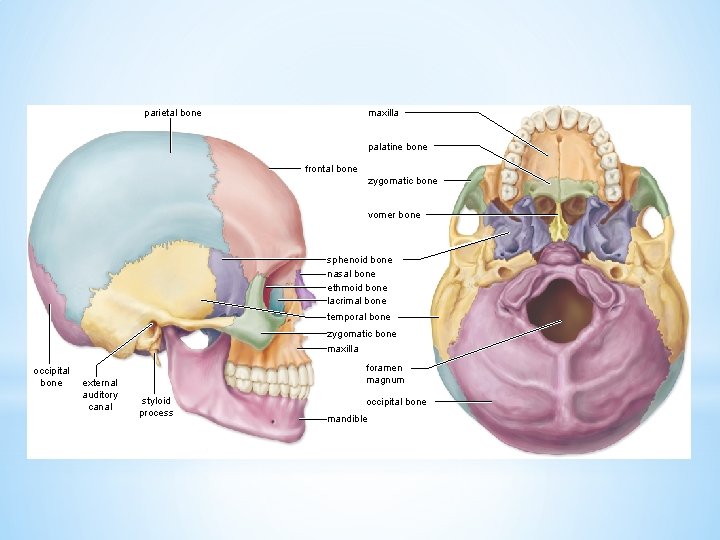 parietal bone maxilla palatine bone frontal bone zygomatic bone vomer bone sphenoid bone nasal
