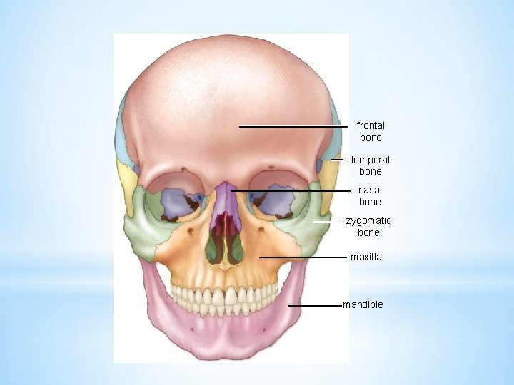 frontal bone temporal bone nasal bone zygomatic bone maxilla mandible 