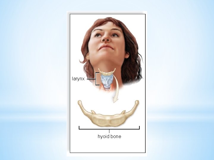 larynx hyoid bone 