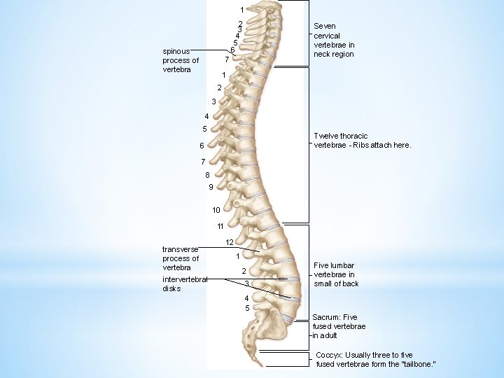 1 2 3 4 5 6 spinous process of vertebra Seven cervical vertebrae in