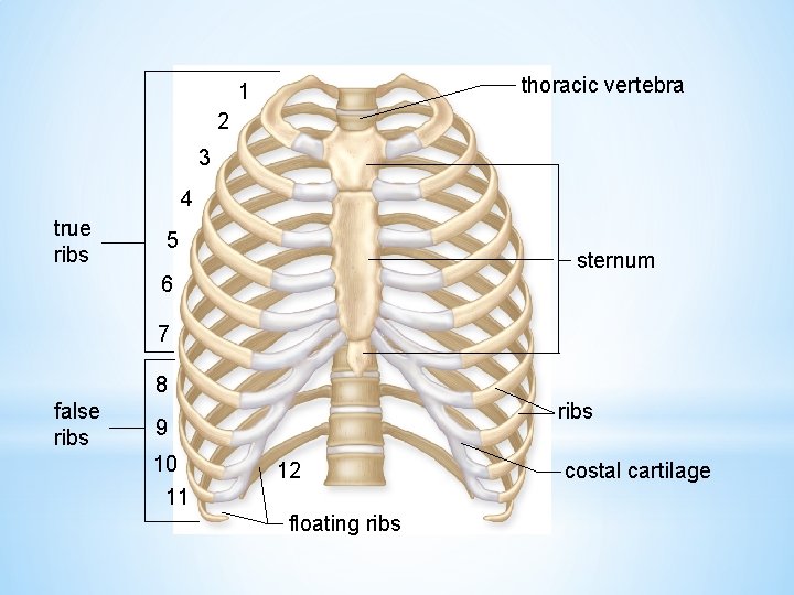 thoracic vertebra 1 2 3 4 true ribs 5 sternum 6 7 8 false