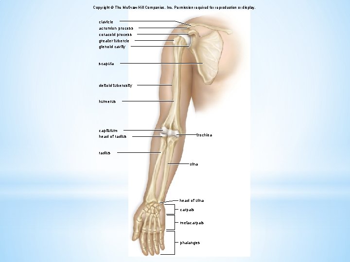 Copyright © The Mc. Graw-Hill Companies, Inc. Permission required for reproduction or display. clavicle
