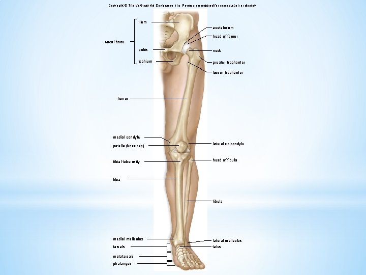 Copyright © The Mc. Graw-Hill Companies, Inc. Permission required for reproduction or display. ilium