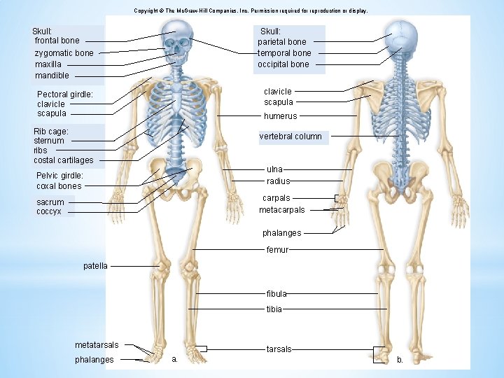 Copyright © The Mc. Graw-Hill Companies, Inc. Permission required for reproduction or display. Skull: