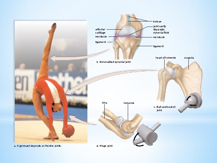 bursae joint cavity filled with synovial fluid articular cartilage meniscus ligament head of humerus