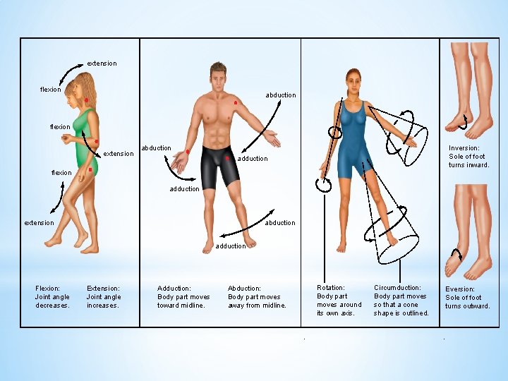 extension flexion abduction flexion extension abduction Inversion: Sole of foot turns inward. adduction flexion