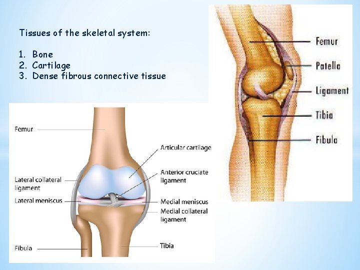 Tissues of the skeletal system: 1. Bone 2. Cartilage 3. Dense fibrous connective tissue
