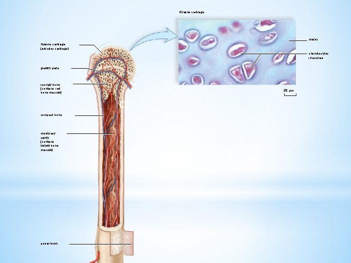 Hyaline cartilage matrix hyaline cartilage (articular cartilage) chondrocytes inlacunae growth plate spongy bone (contains