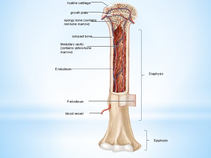 hyaline cartilage growth plate spongy bone (contains red bone marrow) compact bone Medullary cavity
