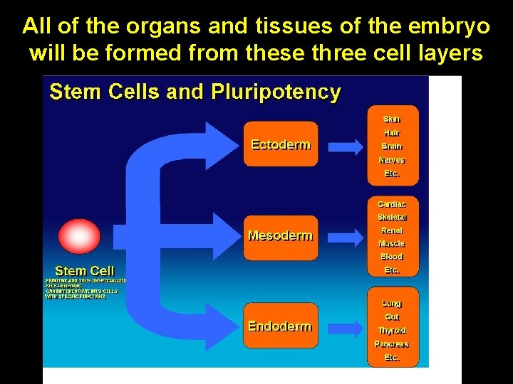 All of the organs and tissues of the embryo will be formed from these